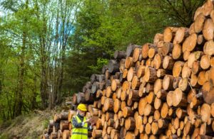 屬土的人不適合的行業6. 園藝林業