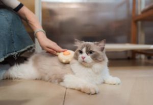 香港冷門高薪工作
