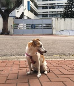 中西區直資中學排名