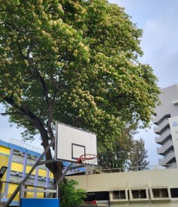 九龍城區中學排名