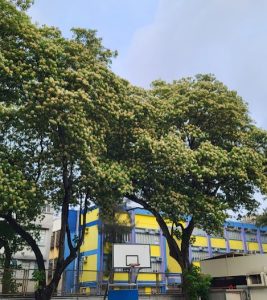 九龍城區中學排名