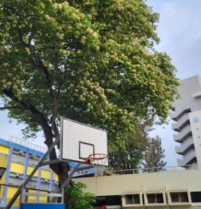 沙田直資中學排名