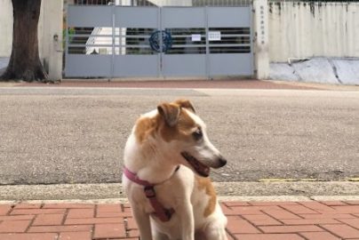 中西區直資中學排名